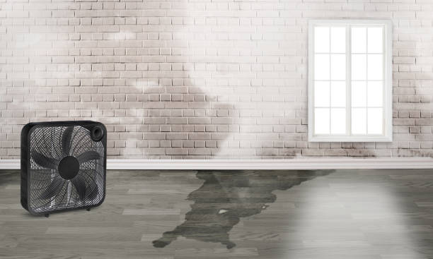 Best Water damage restoration specialists  in Star Valley, AZ